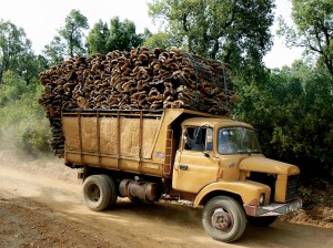 The worlds managed Cork Forests said to sequester 10 million ton of CO2 per year