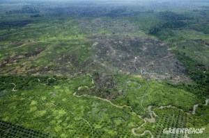 Illegal Palm Oil, Tesoo Nilo National Park